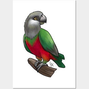 Bird - Senegal Parrot - Red Bellied Posters and Art